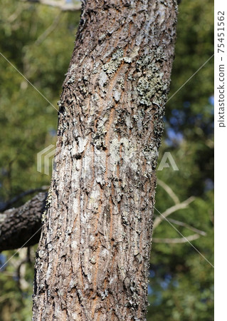 Rugged winter bark 75451562