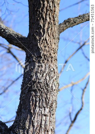 Rugged winter bark 75451563