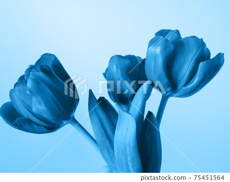 Blue toned tulips bouquet on light background 75451564