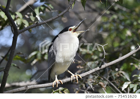 Great blue heron 75451620