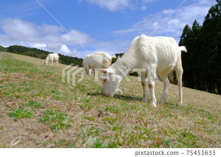 可愛的山羊在牧場千葉縣佐藤市牧場吃草 75451633