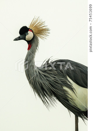 Close-up of grey crowned crane in profile 75451699