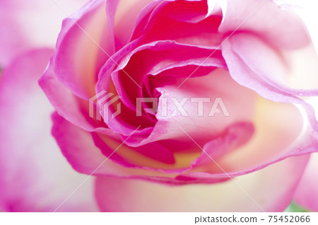 It is a close-up photo of a pink rose flower It is a close-up photo of a pink rose flower 75452066