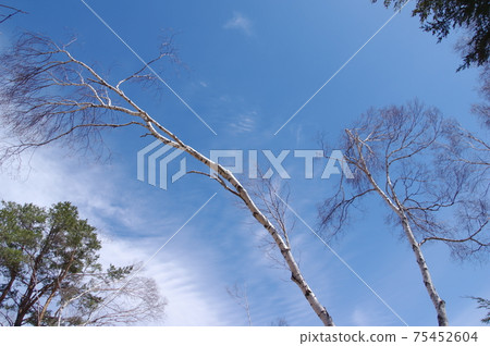 Summer blue sky and birch 75452604