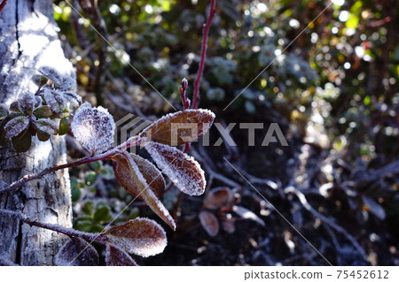 Frosted leaves and fallen trees Frosted leaves and fallen trees 75452612