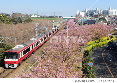 Kawazu cherry blossoms, rape blossoms and Keikyu 2100 series train 75452623