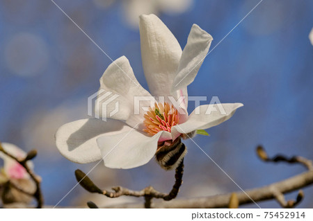早春花朵 柯布西花的花朵 上面開著6個純白色的花瓣 朝各個方向開花 照片素材 圖片 圖庫
