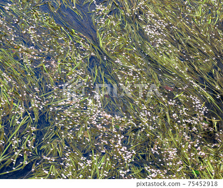 The pink petals of the cold cherry blossoms that have fallen on the lush leaves of Nagaemikuri swaying in the flow of the river are beautiful. The pink petals of the cold cherry blossoms that have fallen on the lush leaves of Nagaemikuri swaying in the flow of the river are beautiful. 75452918