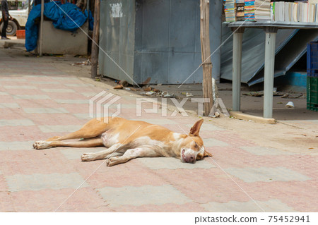 why do dogs like to sleep in corners