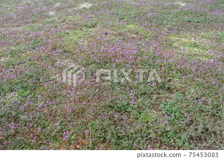Henbit deadnettle blooming in early spring Henbit deadnettle blooming in early spring 75453083