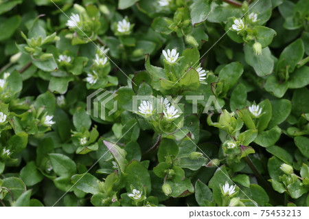 Little white flower, chickweed Little white flower, chickweed 75453213