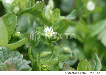 Little white flower, chickweed Little white flower, chickweed 75453215