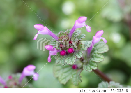 Henbit deadnettle blooming in early spring Henbit deadnettle blooming in early spring 75453248