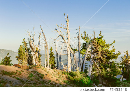 Dead dry trees among pines near Mt. Hood Top Dead dry trees among pines near Mt. Hood Top 75453348