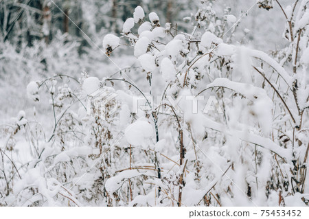 Dry grass covered with fresh snow close up 75453452