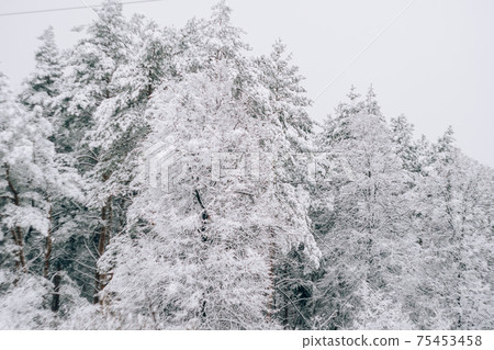Landscape of a snow-covered pine forest in a snowfall 75453458