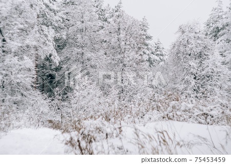 Landscape of a snow-covered pine forest in a snowfall 75453459