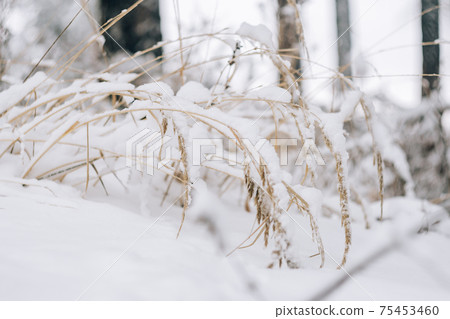 Dry grass covered with fresh snow close up 75453460