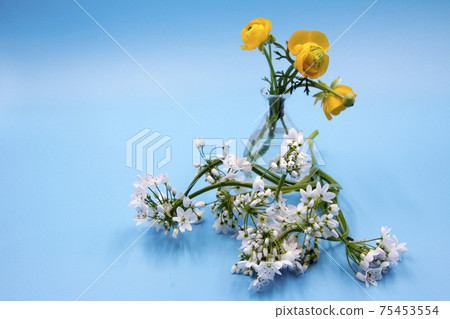 Cut flowers of coreny Cut flowers of coreny 75453554