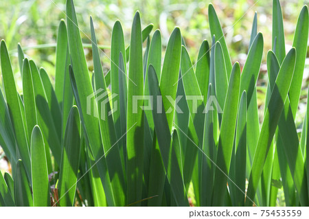 Daffodils 75453559