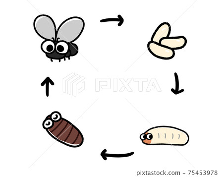 Diagram of fly growth cycle 75453978
