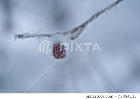 In the midwinter, red fruits are wrapped in hoarfrost In the midwinter, red fruits are wrapped in hoarfrost 75454113