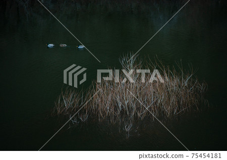 The submerged forest of the dam lake withers in winter, and the ducks take a rest 75454181