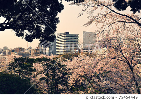 橫濱和鴨門山公園 橫濱和鴨門山公園 75454449