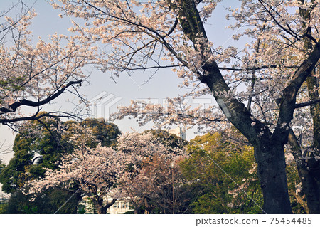 橫濱Nogeyama公園 75454485