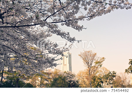 Yokohama Nogeyama Park 75454492