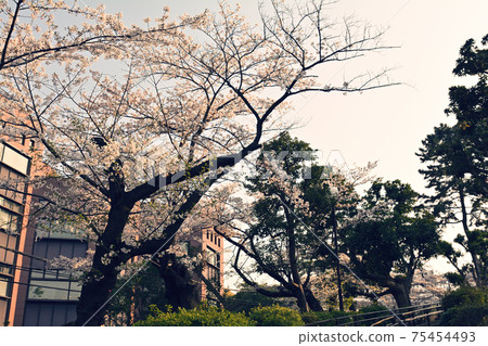 Yokohama Nogeyama Park 75454493
