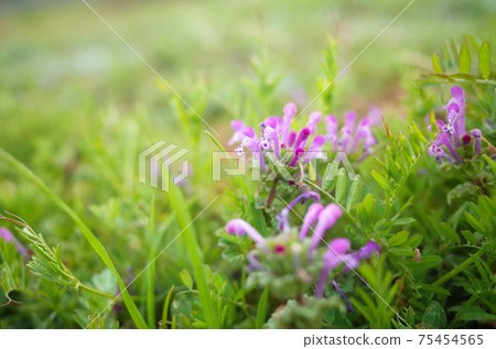 Spring henbit Spring henbit 75454565