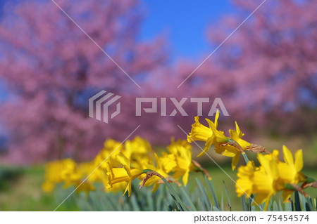 Sa玉縣坂戶市北千葉北千葉Sakurazutsumi Park Angyo Kanzakura Namiki and Narcissus Sa玉縣坂戶市北千葉北千葉Sakurazutsumi Park Angyo Kanzakura Namiki and Narcissus 75454574