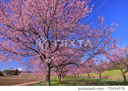 Sa玉縣佐賀市佐賀市北風葉北風葉櫻泉公園，一排安陽冷櫻桃樹 75454576