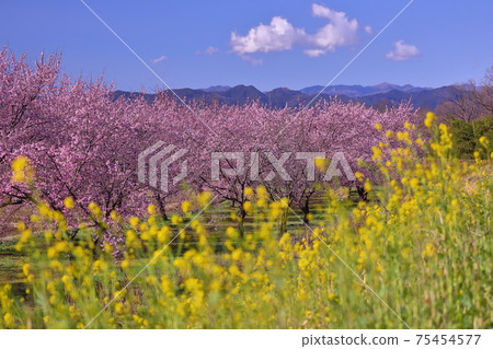 Sa玉縣佐渡市佐賀市北aa，北aa櫻櫻住公園Angyo Kanzakura Namiki和油菜花 75454577