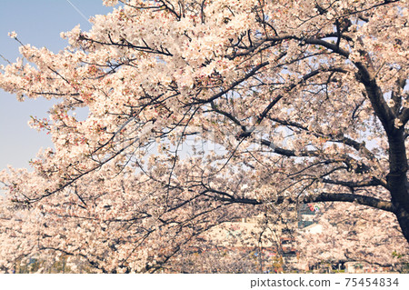 橫濱港未來 75454834