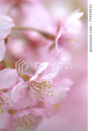 Taken at Kawazu Sakura Yokohama City Park in March 2021 75454932