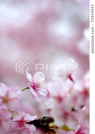 Taken at Kawazu Sakura Yokohama City Park in March 2021 75454933