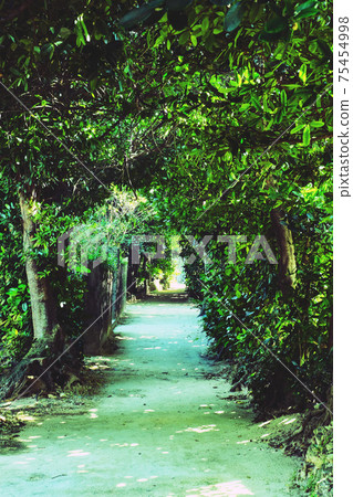 Okinawa · Bise Fukugi lined tree Okinawa · Bise Fukugi lined tree 75454998