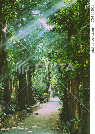 Okinawa · Bise Fukugi lined tree 75455002