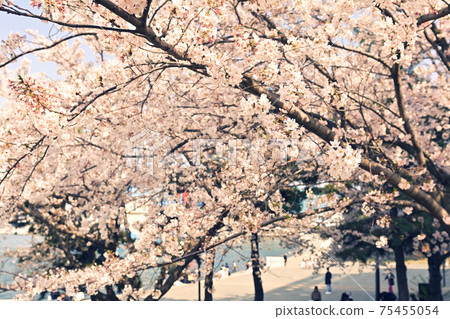 Yokohama Minato Mirai Yokohama Minato Mirai 75455054