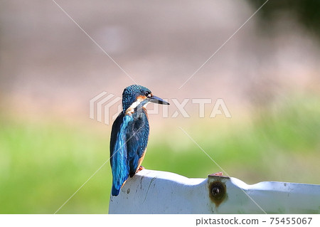 Shimoyatsubayashi Heiseinomori Park, Kawajima-cho, Hiki-gun, Saitama Prefecture Kingfisher in the park 75455067