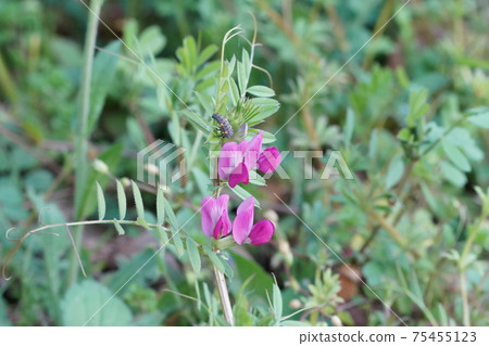 Jahazu結束黎明花 Jahazu結束黎明花 75455123