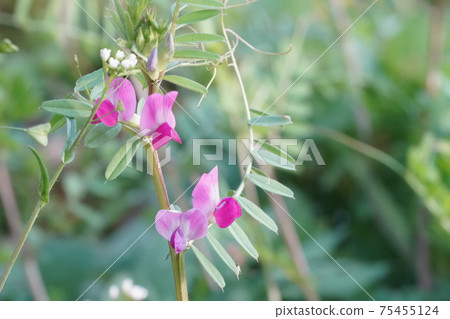 Jahazu結束黎明花 Jahazu結束黎明花 75455124