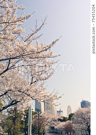 橫濱嶺口公園 橫濱嶺口公園 75455204