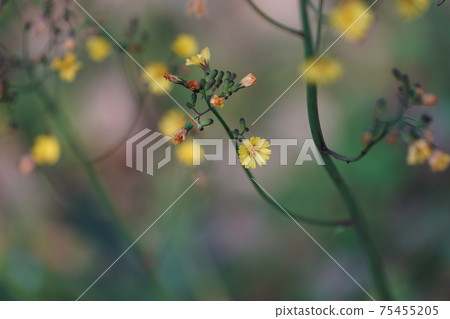 Flower of Oriental False Hawk Flower of Oriental False Hawk 75455205