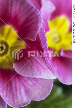 Common primrose flowers, close up shot Common primrose flowers, close up shot 75455206