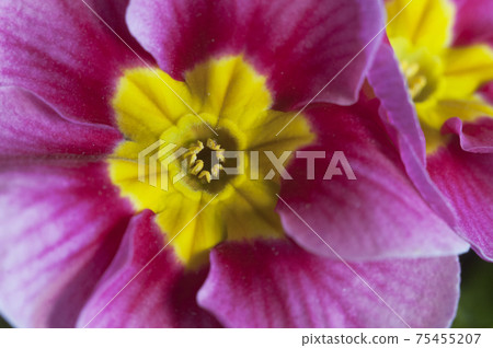 Common primrose flowers, close up shot Common primrose flowers, close up shot 75455207
