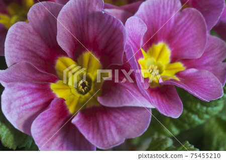 Common primrose flowers, close up shot 75455210