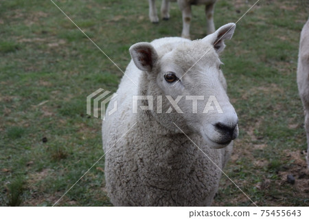 Agrodome農場牧場之旅（新西蘭） 75455643